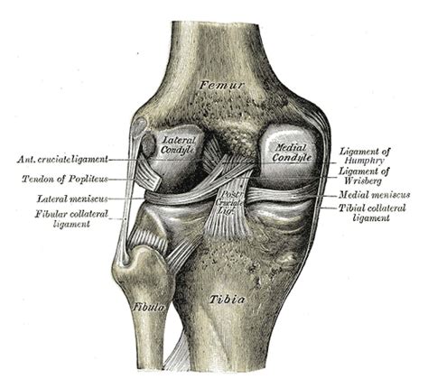 Medial Collateral Ligament Injury of the Knee - Physiopedia