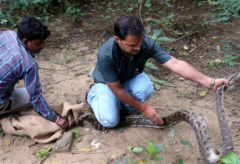 Image result for Python Rescue Videos