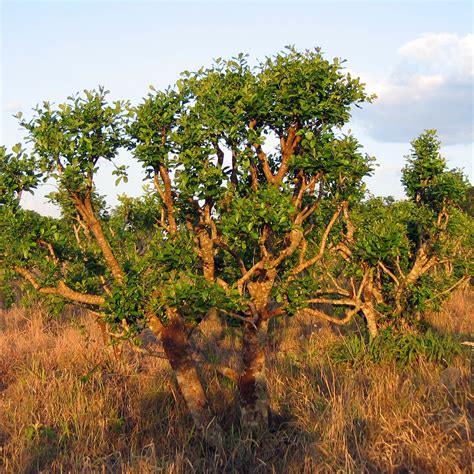 Bulk Yerba Mate Leaf Flakes c/s - lb - BulkHerbsandSpice.Com