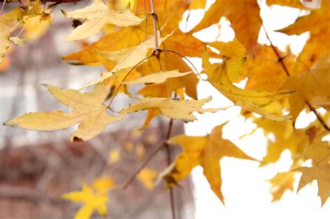 秋天植物黄色树叶摄影图高清摄影大图-千库网