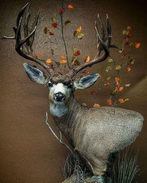 Cool Mule Deer Mounts