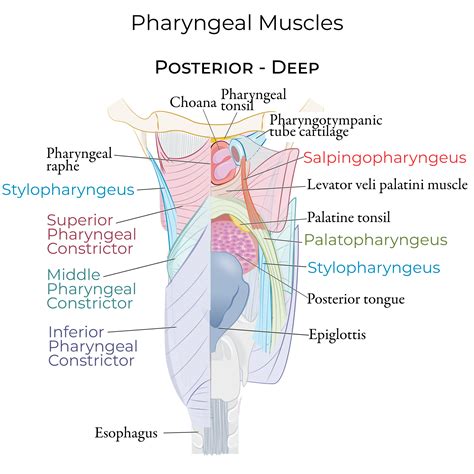 Gross Anatomy Glossary: Pharyngeal Muscles | ditki medical & biological sciences
