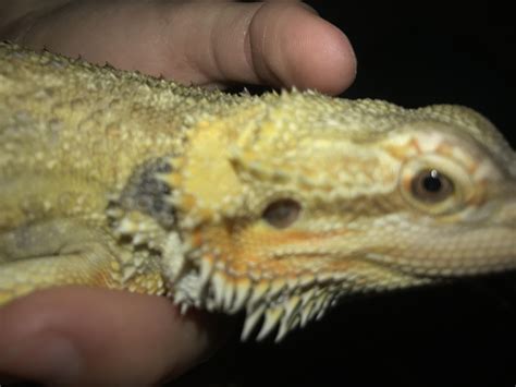 Are their ears supposed to look like this? (Sorry for bad photos) : r/BeardedDragonHelp