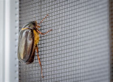 How to Get Rid of June Bugs | Wildlife Pros