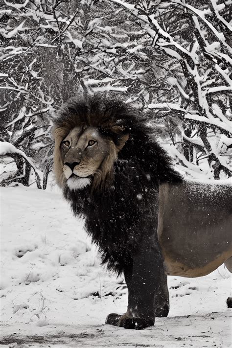 Lion In Snow