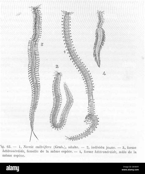 Nereis Virens Structure