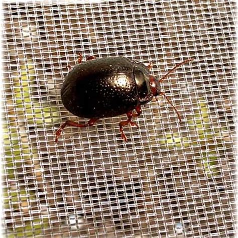 Image result for Insect Mesh Netting