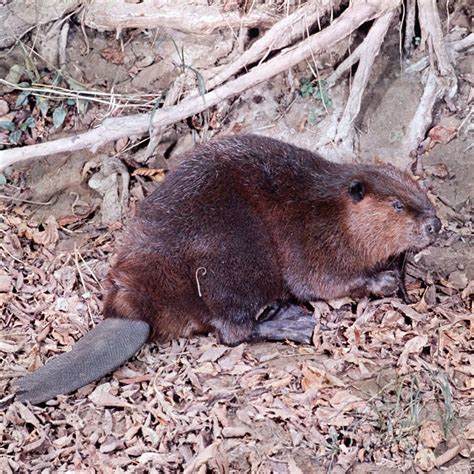 Beaver lodge | Britannica