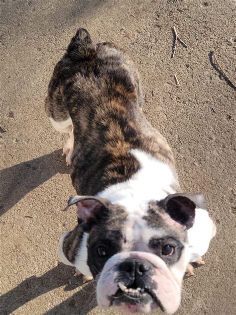 Buffalo Pug & Small Breed Rescue, Inc.