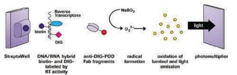 Image result for Reverse Transcriptase PCR Steps