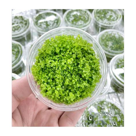 Moss and More - Monte Carlo - New Live Aquarium Carpet Plant : Amazon ...