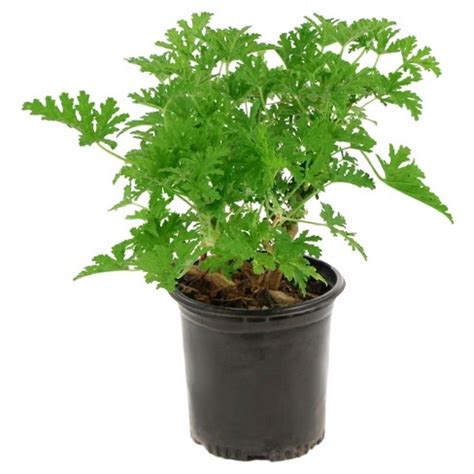 Pelargonium Graveolens (Panner Leaf) – FTLON