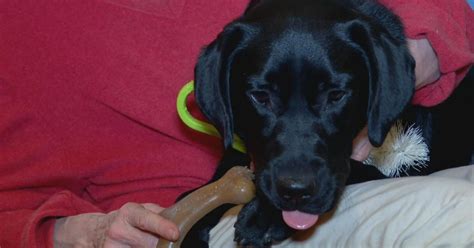 Dogs Getting into Pot 的图像结果