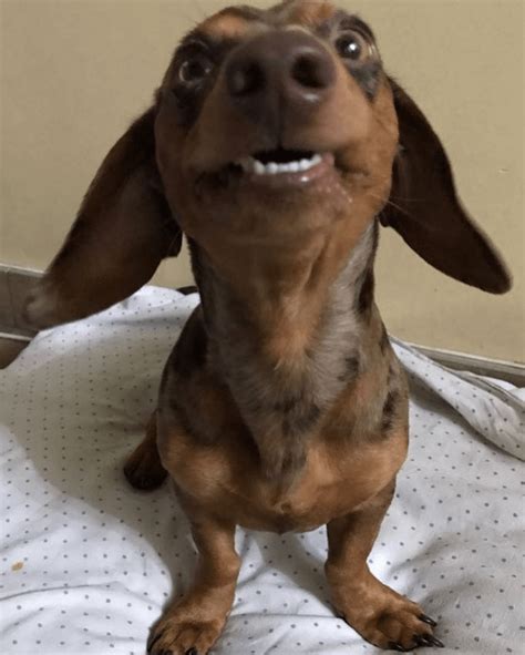 Image result for Meme JavaScript Eqal