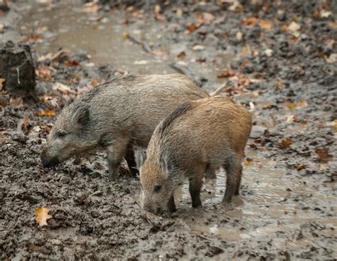 ASP: Keine Schonzeit mehr für Schwarzwild in NRW | agrarheute.com