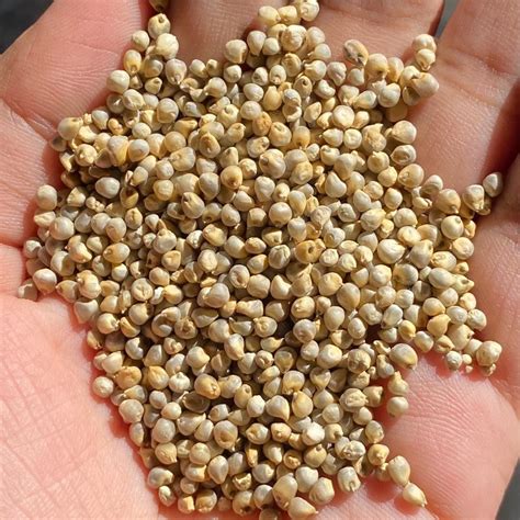 Buy Organic Bajari Online – Fresh & Chemical-Free | Prakritii Organics