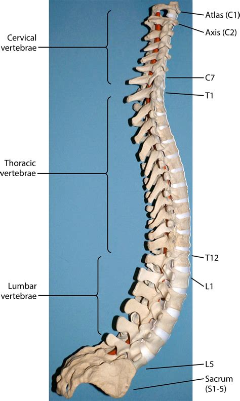 Functional Anatomy of the Spine - Clinical Tree