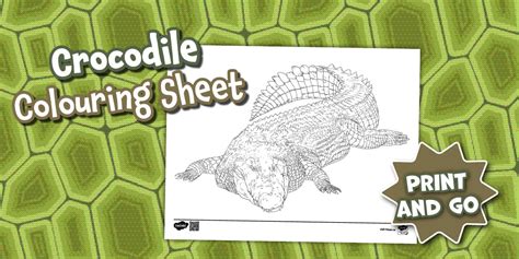Crocodile Colouring Sheet