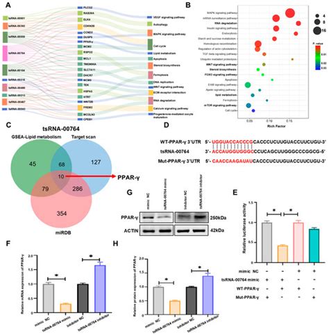 tsRNA-00764 Regulates Estrogen and Progesterone Synthesis and Lipid ...