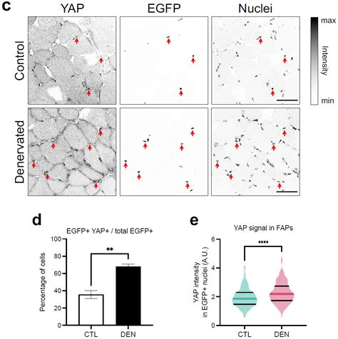 Denervation Drives YAP/TAZ Activation in Muscular Fibro/Adipogenic ...