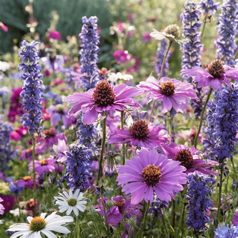 15 Purple Flowering Perennials with Pictures + Growing Guide