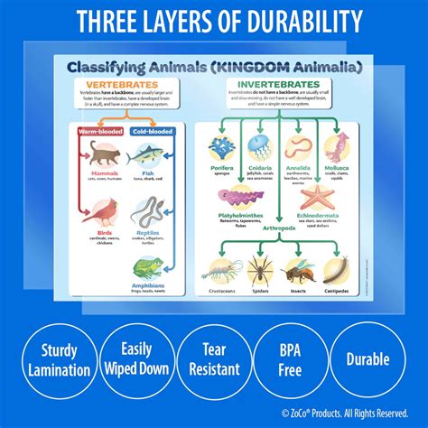 Classification Types of Animals 的图像结果