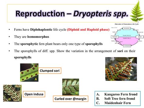 Reproduction Of Dryopteris