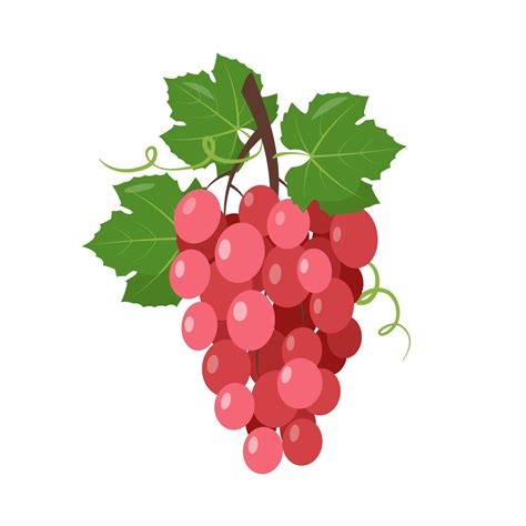 Red wine muscatel Grapes bunch with berries and leaves 5338028 Vector ...