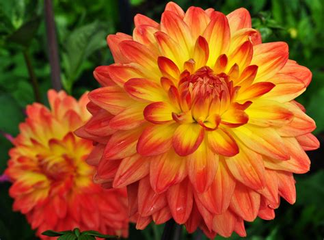 Yellow And Orange Flower Images Orange flowers for your garden - Saga