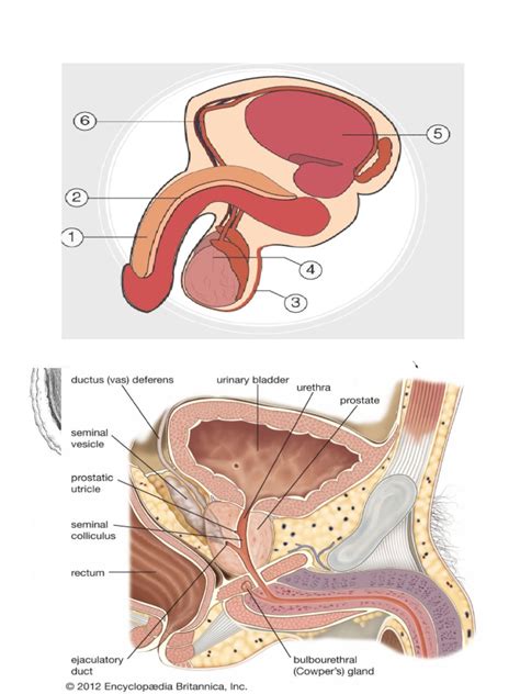 Male Reproductive System Labeled Parts | PDF