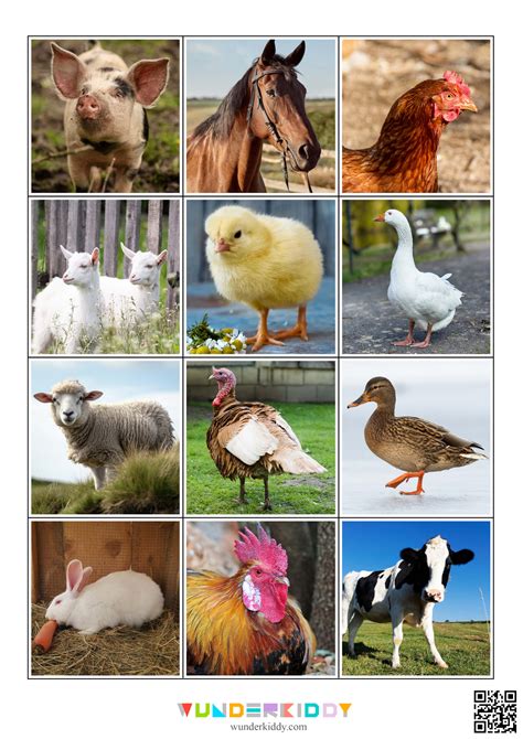 Printable Classification Sorting Mats: Domestic vs Wild Animals