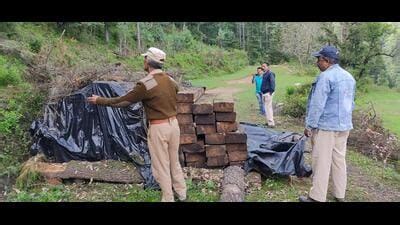 U’khand forest dept busts timber mafia, recovers 4000 logs of deodar ...