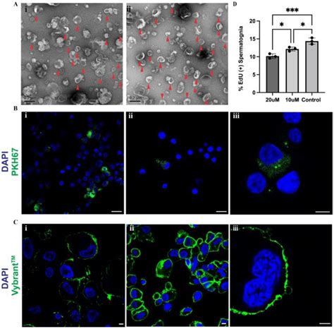 A Role for Exchange of Extracellular Vesicles in Porcine Spermatogonial ...