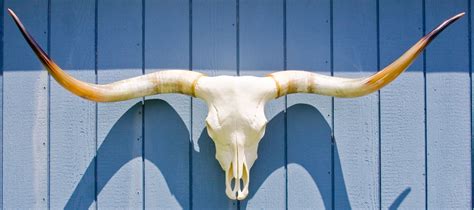 Skull Desert Texas Longhorn Cattle | Old Used Bones Available | BEEF ...