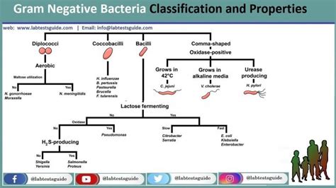Gram Negative Bacteria | LTG