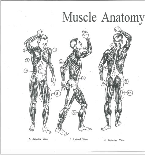 muscle anatomy Diagram | Quizlet
