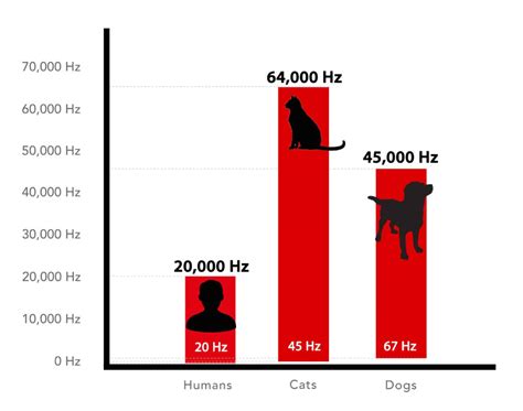 How Much Better Is Dog Hearing