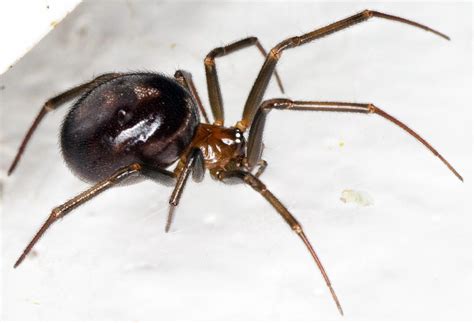 Unusual Spiders found in the UK – The False Widow Spider