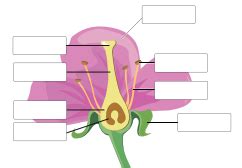 வினா விடை - தாவரங்களின் இனப்பெருக்கம் மற்றும் மாற்றுருக்கள் | முதல் ...