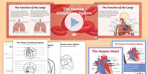 KS2 Human Body Circulatory System Teaching Pack