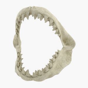 3D animal skeleton Models for Your Projects | 3D Molier International ...