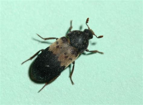 Black Bug With White Stripe In Middle at Cameron Coppin blog