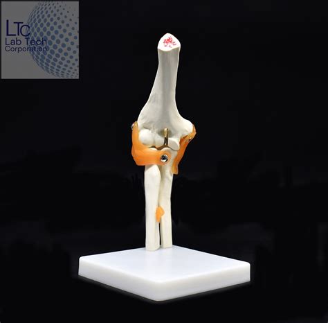 HUMAN ELBOW JOINT MODEL – M/S LAB TECH CORPORATION