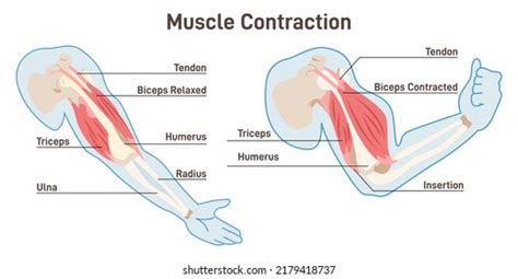 Image result for Mucscl Contraction Animation