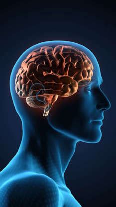 7 Fascinating Facts About Human Brain You Need To Know!