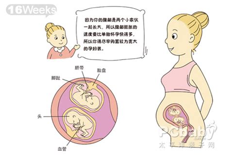 怀孕21周胎儿大小和发育标准-有来医生