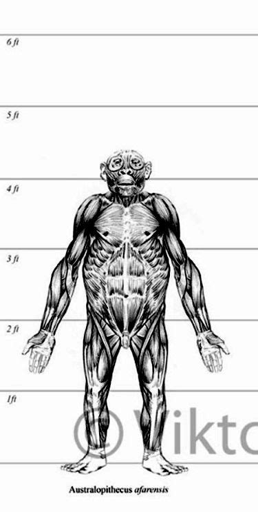 Image result for Australopithecus Reconstruction