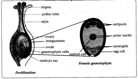 how to draw diagram of fertilization - Brainly.in