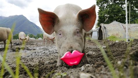 Lipstick On A Pig Free Image at Christina Gonzales blog