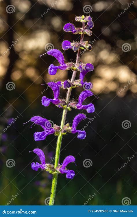 Salvia Pratensis, the Meadow Clary or Meadow Sage, is a Species of ...